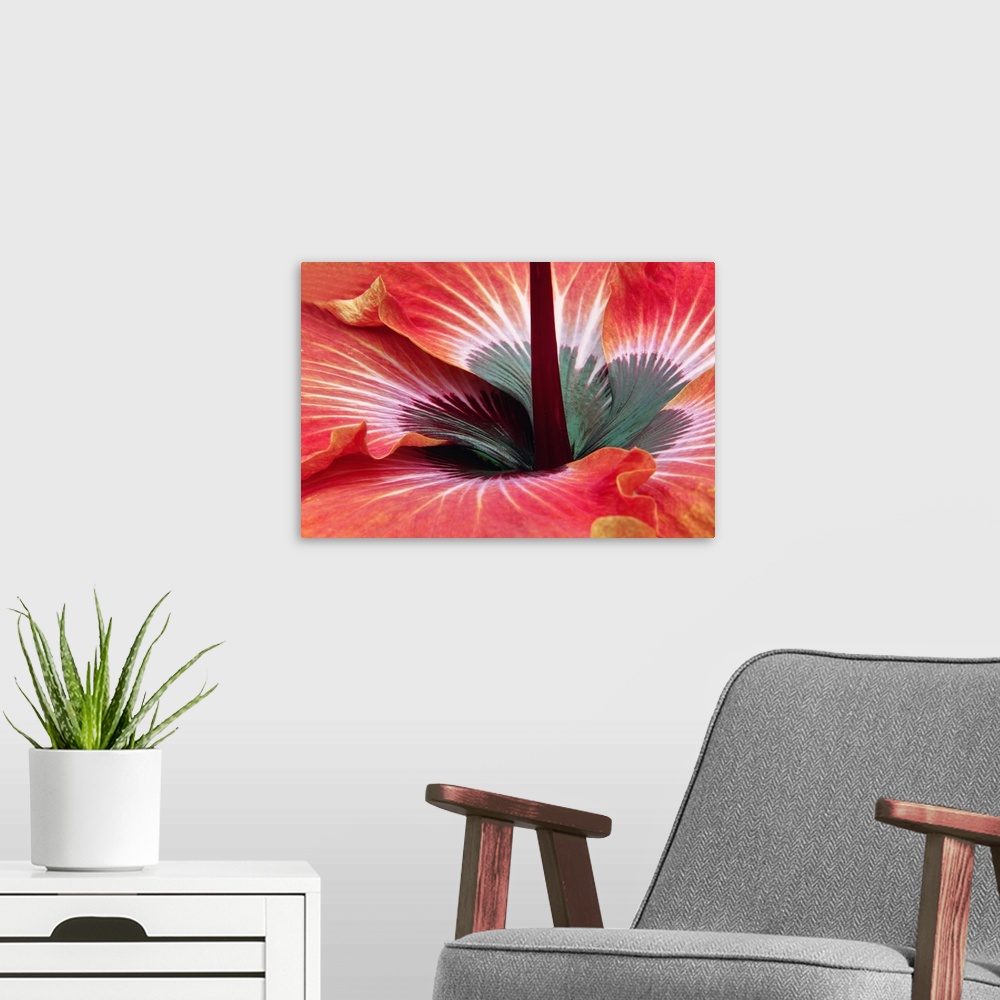 A modern room featuring Close-up of hibiscus flower