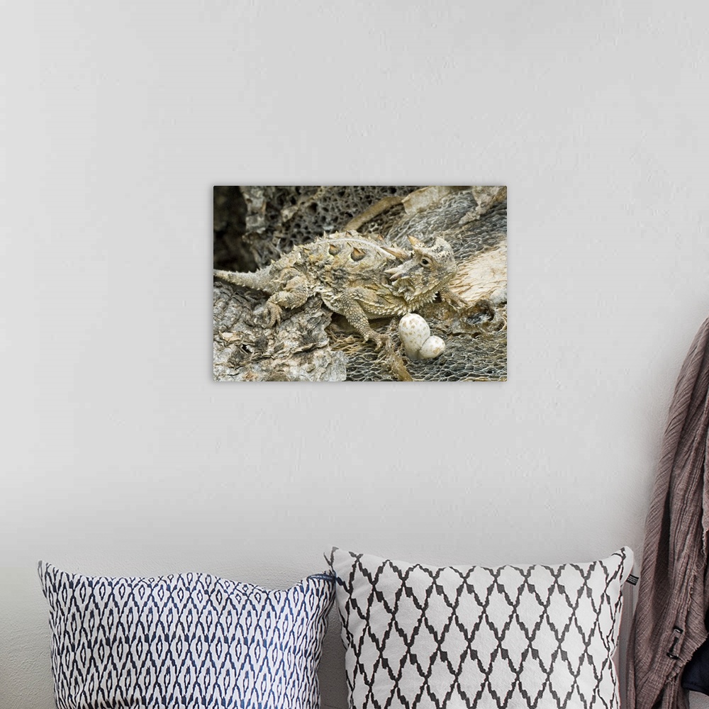 A bohemian room featuring USA, Texas, Rio Grande Valley. Close-up of horned lizard camouflaged by environment.