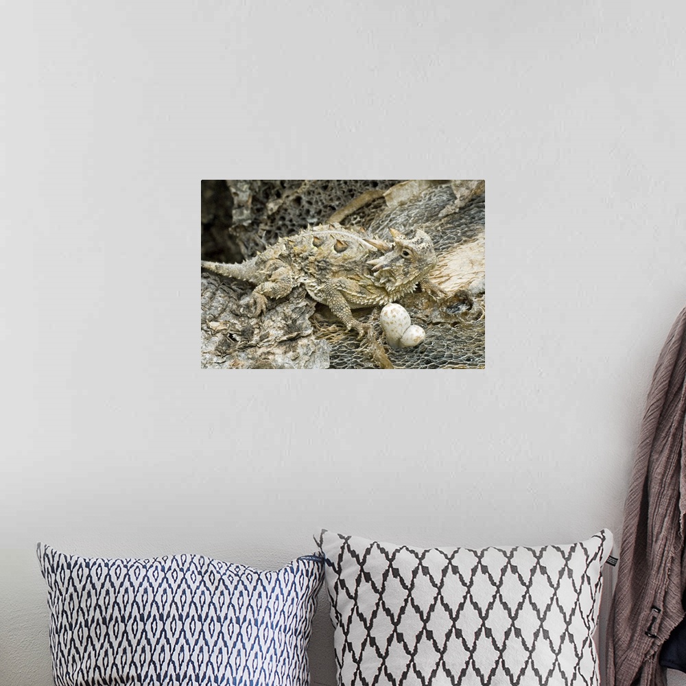 A bohemian room featuring USA, Texas, Rio Grande Valley. Close-up of horned lizard camouflaged by environment.