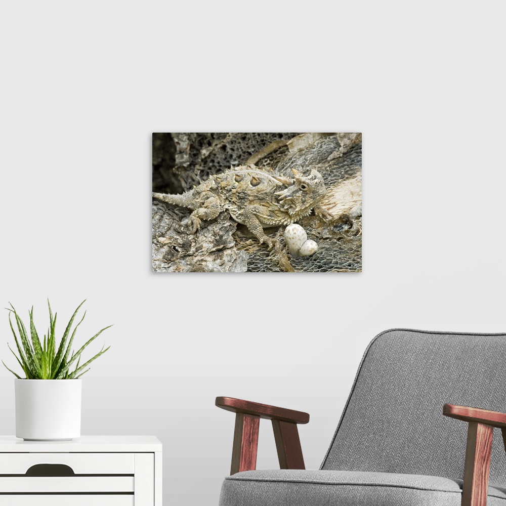 A modern room featuring USA, Texas, Rio Grande Valley. Close-up of horned lizard camouflaged by environment.
