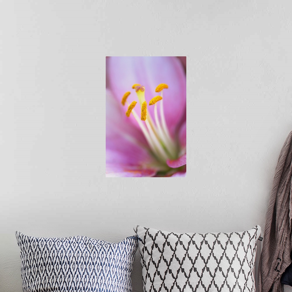A bohemian room featuring Close-up of hybrid Lily
