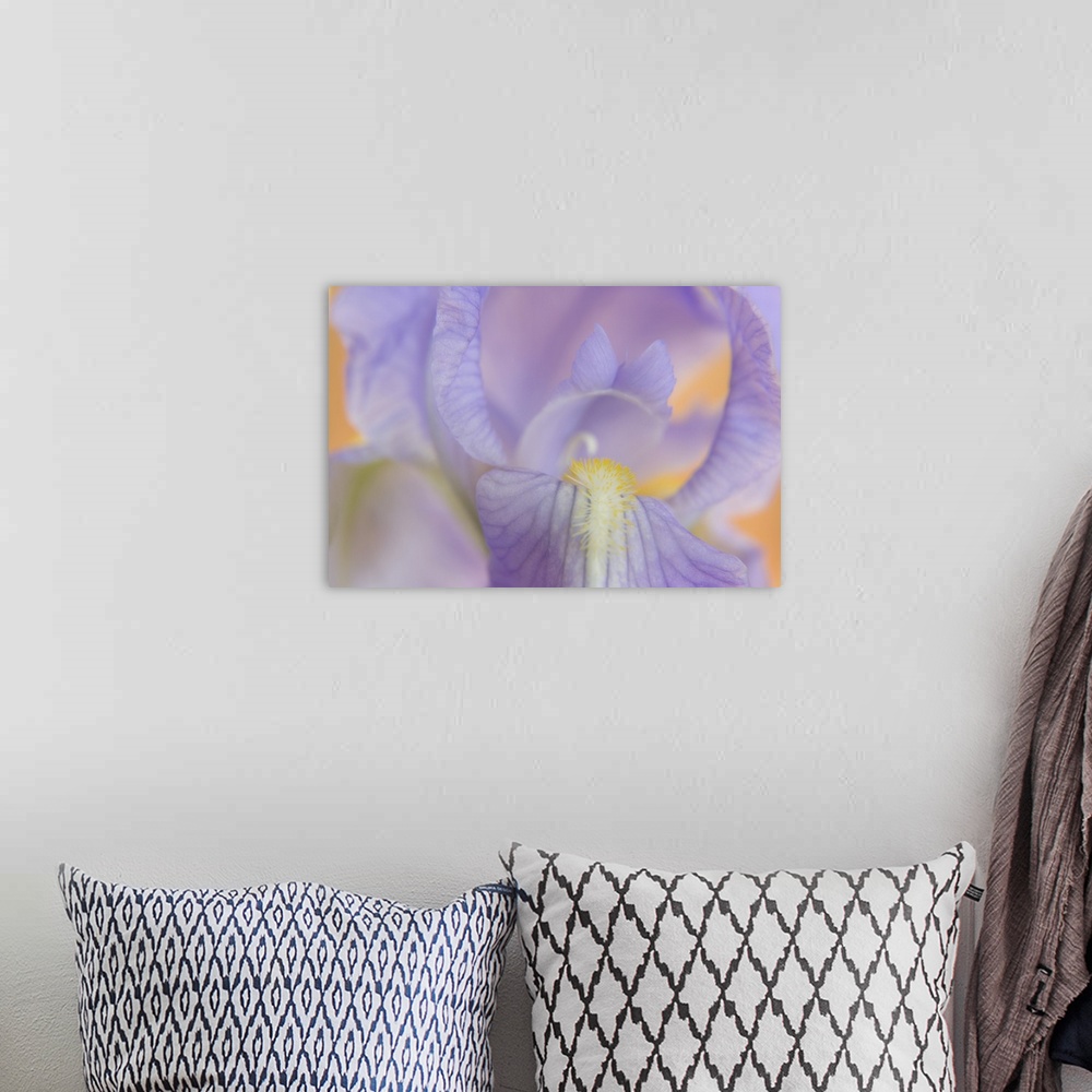 A bohemian room featuring Close-up of iris blossom.