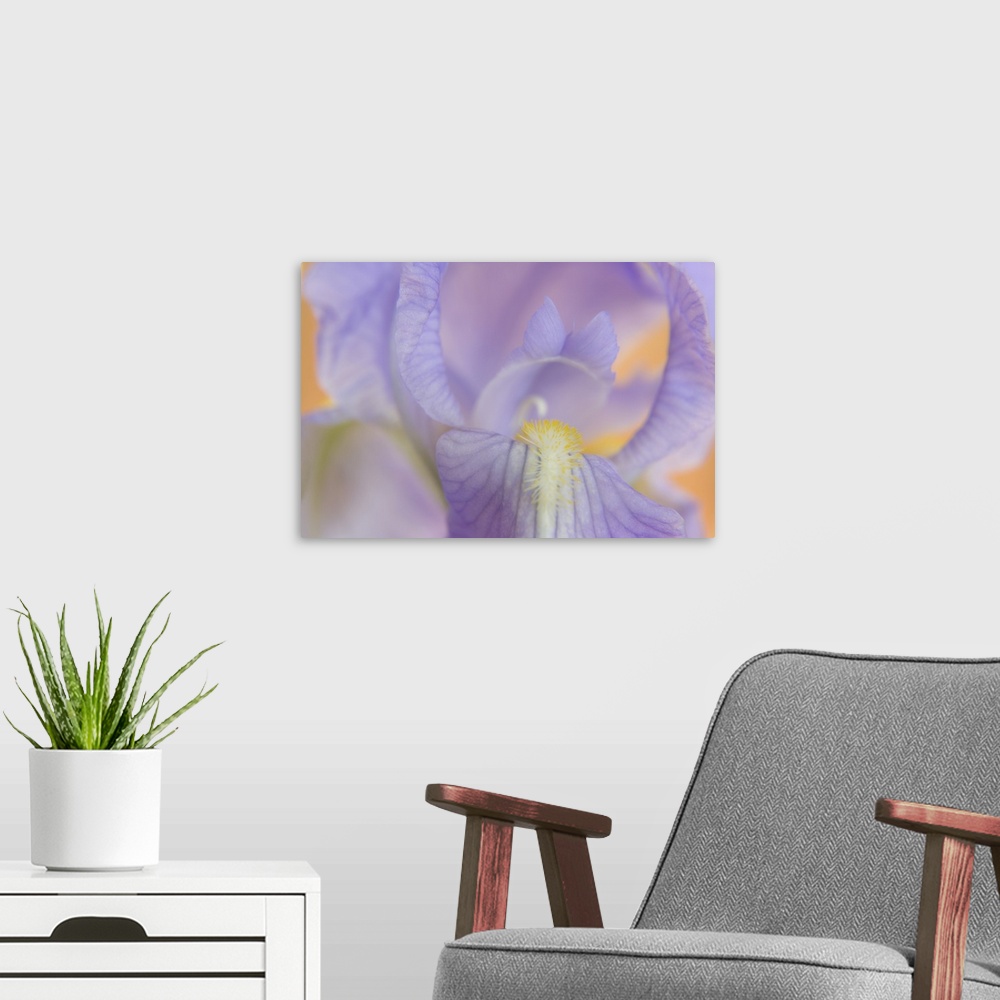 A modern room featuring Close-up of iris blossom.