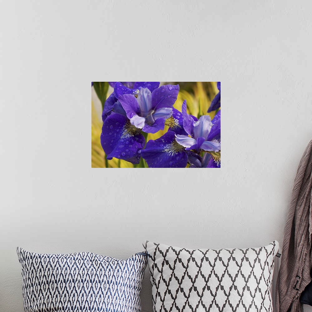 A bohemian room featuring Close-up of iris flowers in garden.