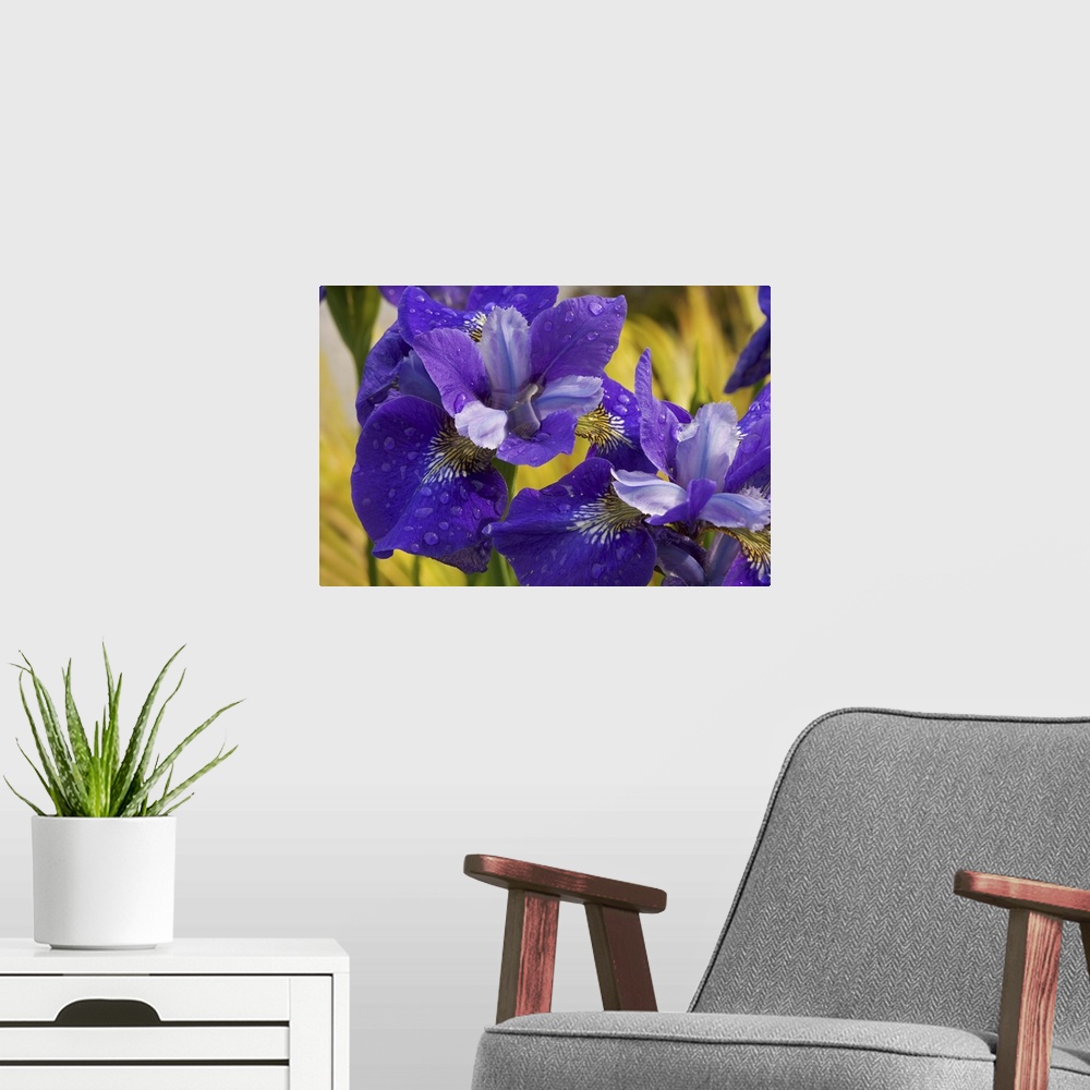 A modern room featuring Close-up of iris flowers in garden.