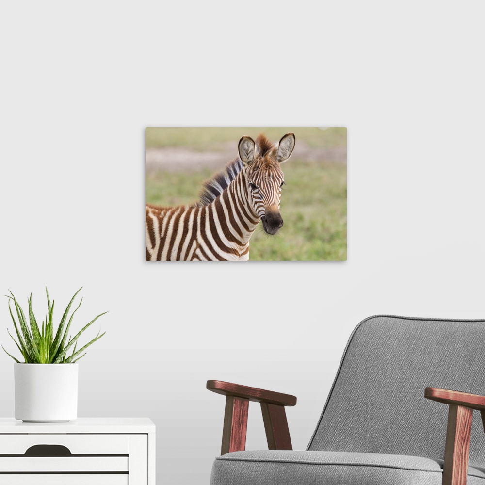 A modern room featuring Close-up of newborn zebra (Equus quagga) colt, head and shoulders, looking at camera, ears erect.