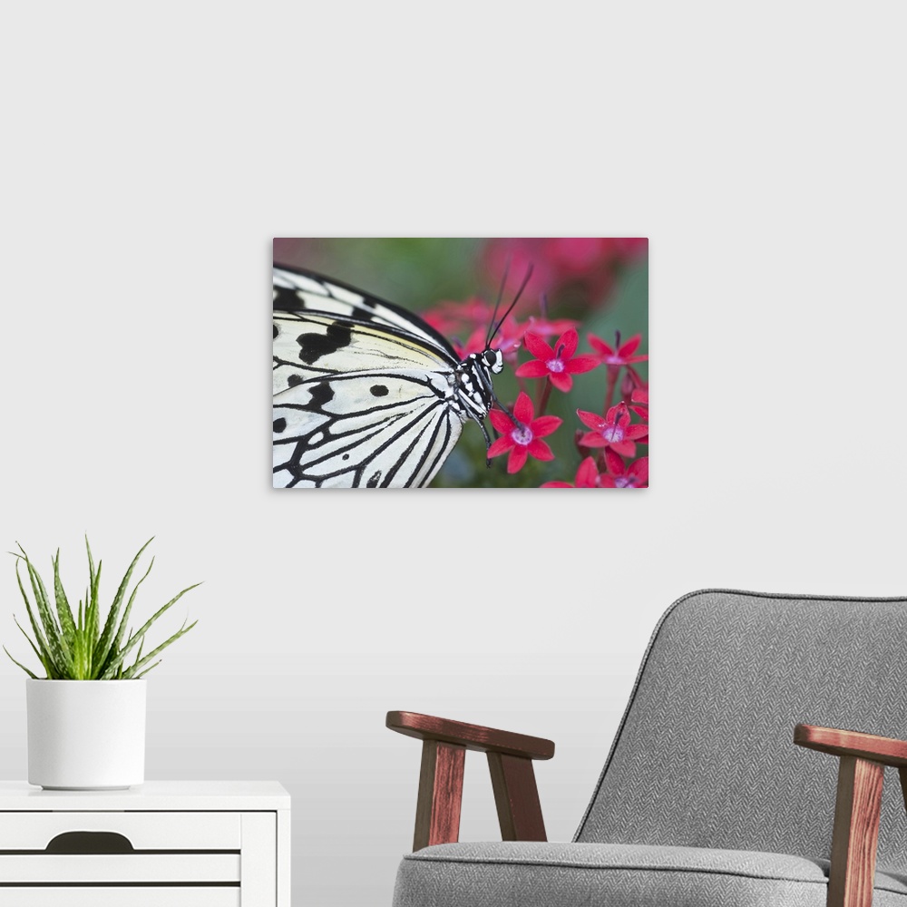 A modern room featuring Georgia, Callaway Gardens, Callaway Butterfly House. Close-up of paper kite butterfly on flower.