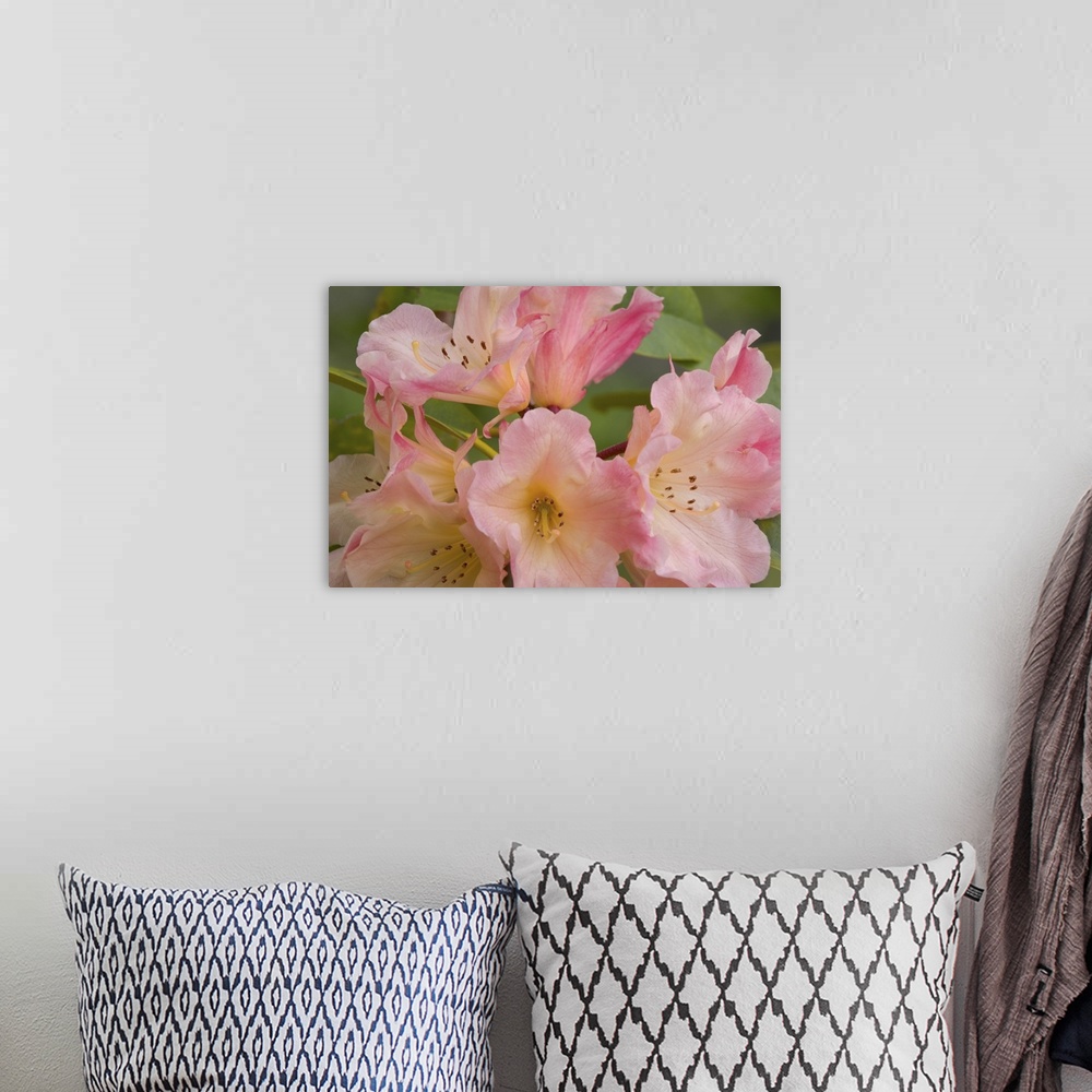 A bohemian room featuring Close-up of pink rhododendron blossoms.