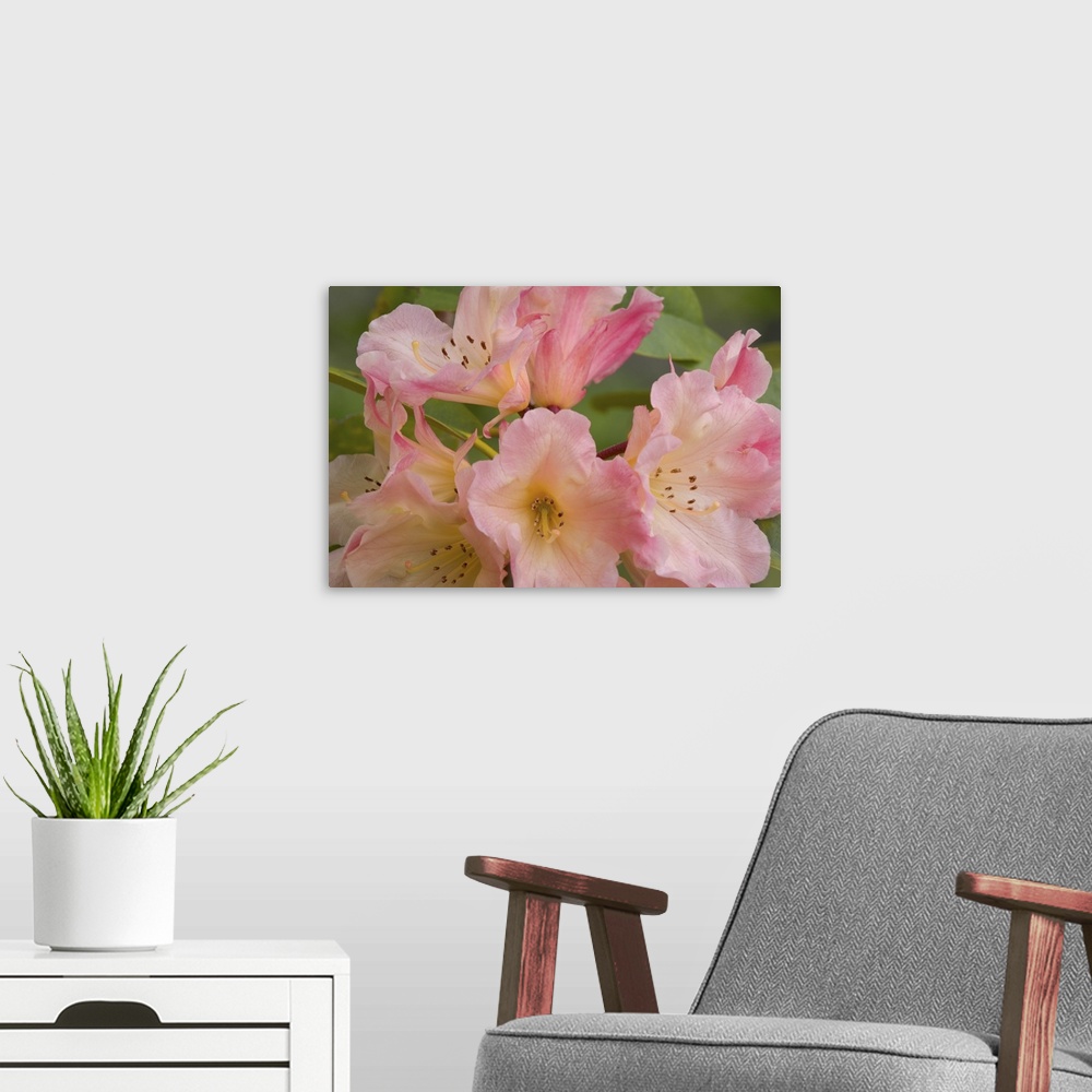 A modern room featuring Close-up of pink rhododendron blossoms.