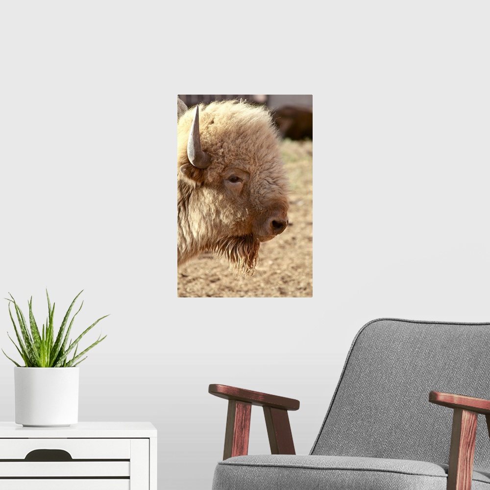 A modern room featuring Santa Fe, New Mexico, United States.  Rare white buffalo. Sacred to Native Americans. PR