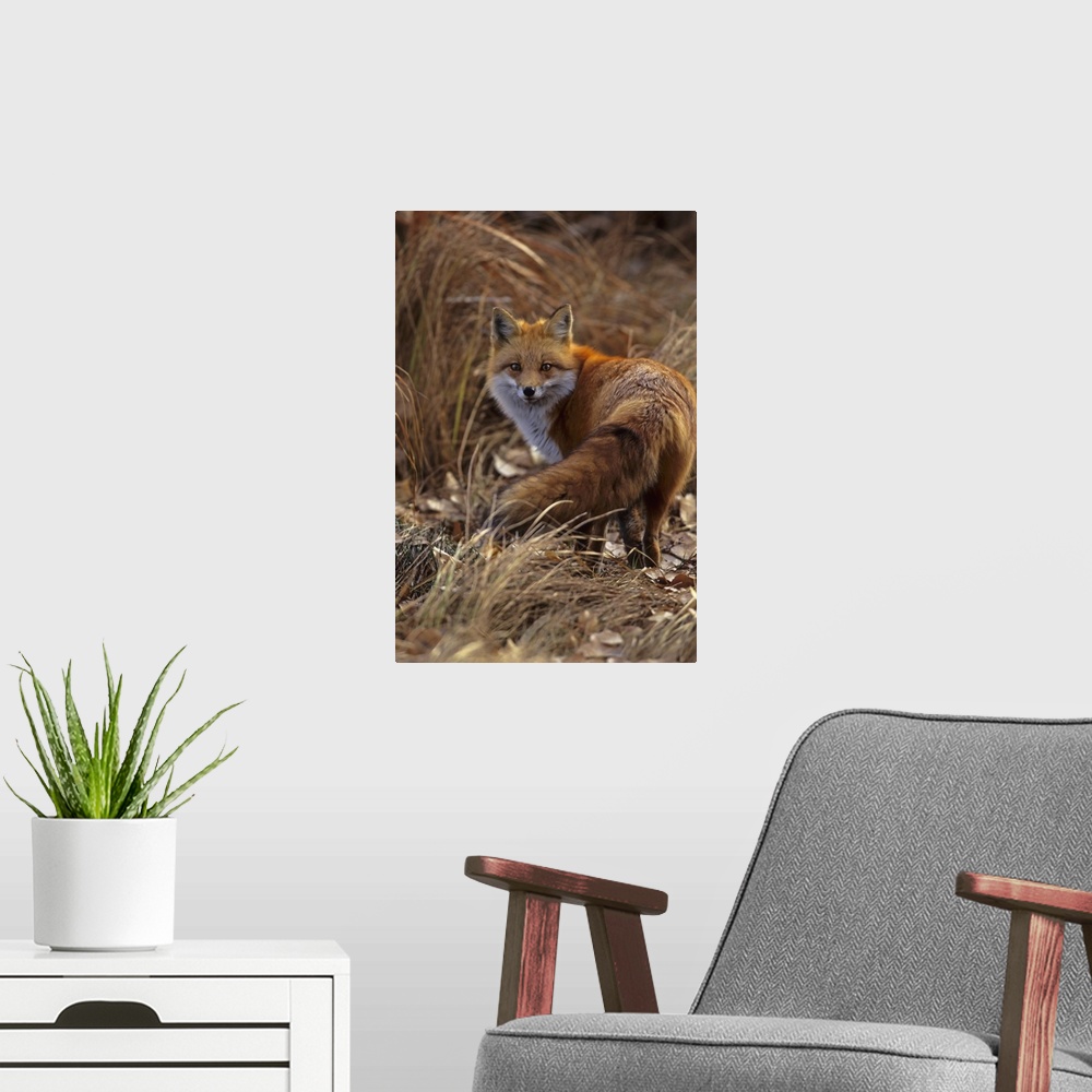 A modern room featuring USA, Colorado, Jefferson County. Close-up of red fox.