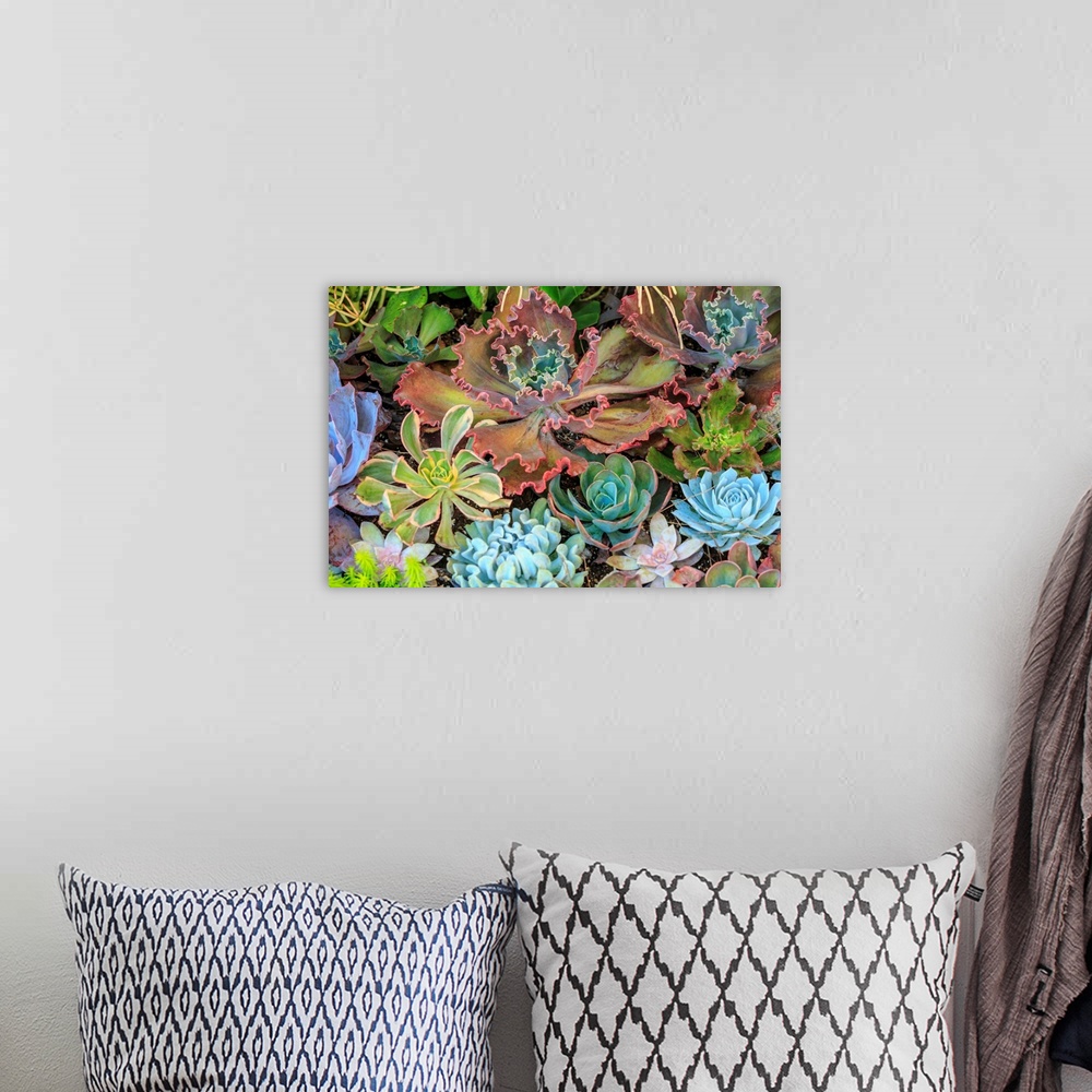 A bohemian room featuring Close-up of succulent plants, San Diego, CA, USA.
