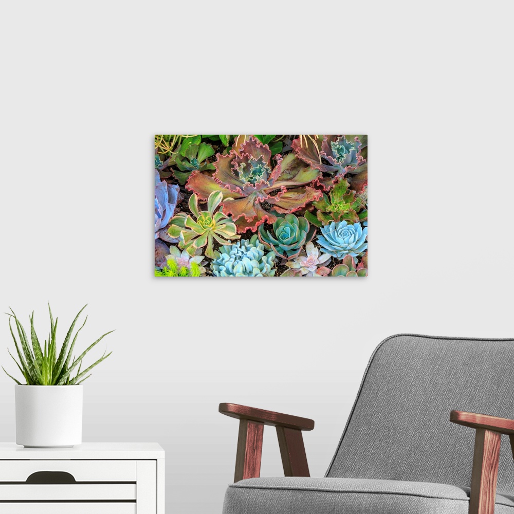 A modern room featuring Close-up of succulent plants, San Diego, CA, USA.