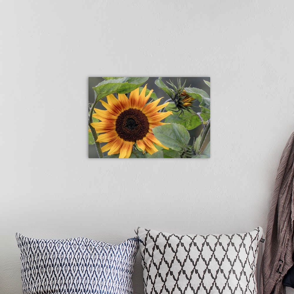 A bohemian room featuring USA, Alaska, Chena Hot Springs. Close-up of sunflower plant.