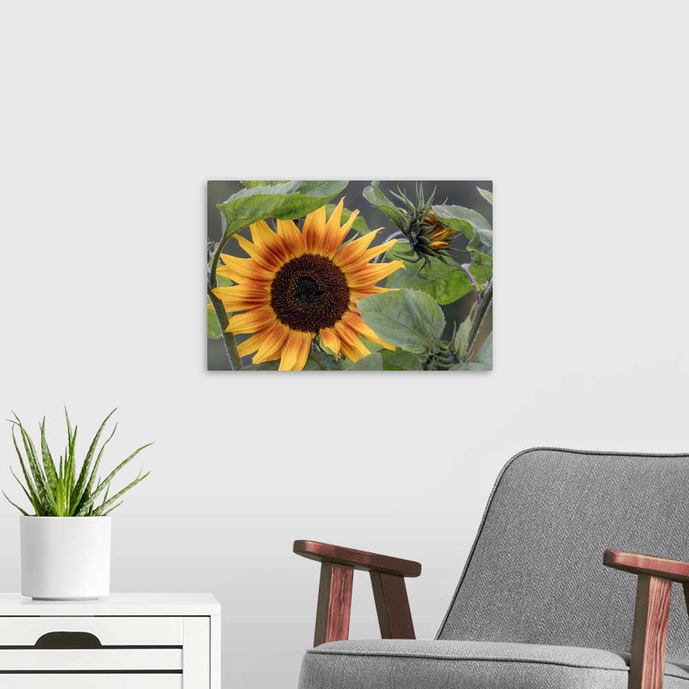 A modern room featuring USA, Alaska, Chena Hot Springs. Close-up of sunflower plant.
