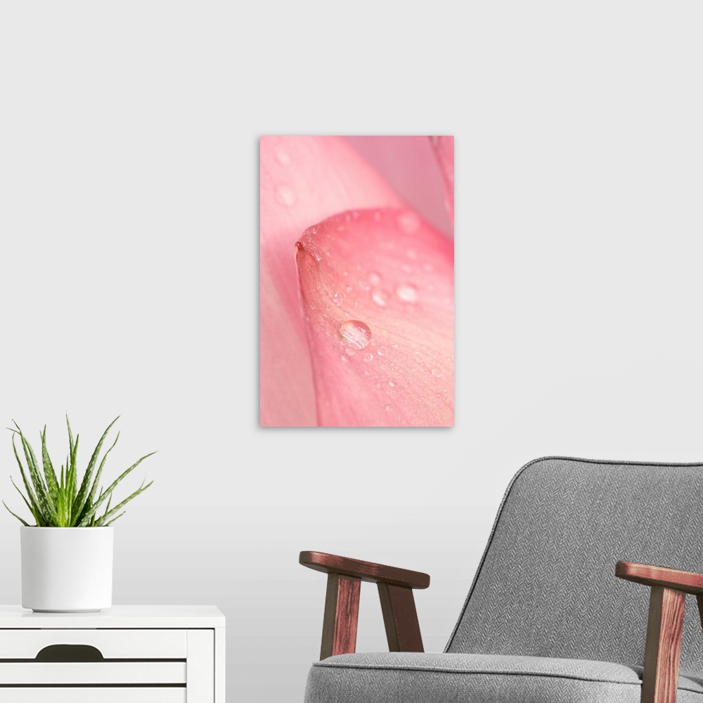 A modern room featuring United States, DC, Washington, Kenilworth Aquatic Gardens.Close-up of tip of pink petal of a lotu...