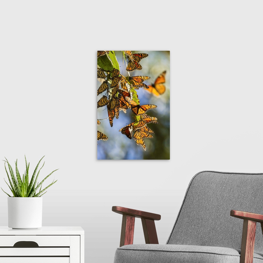 A modern room featuring USA, California, San Luis Obispo County. Clustering monarch butterflies on branches. Credit: Cath...