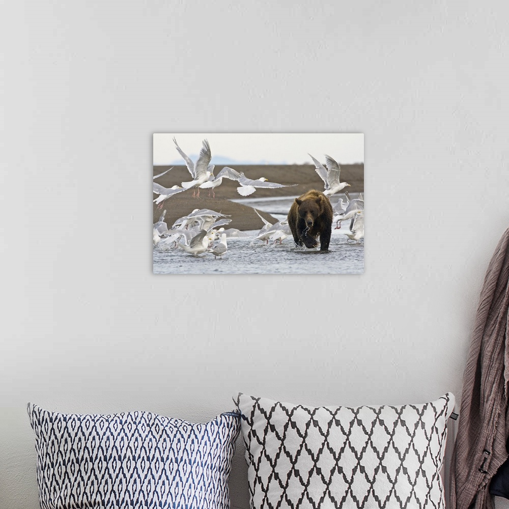 A bohemian room featuring A Coastal Brown Bear fishing for salmon while surrounded by Glacous-Winged Gulls at Silver Salmon...