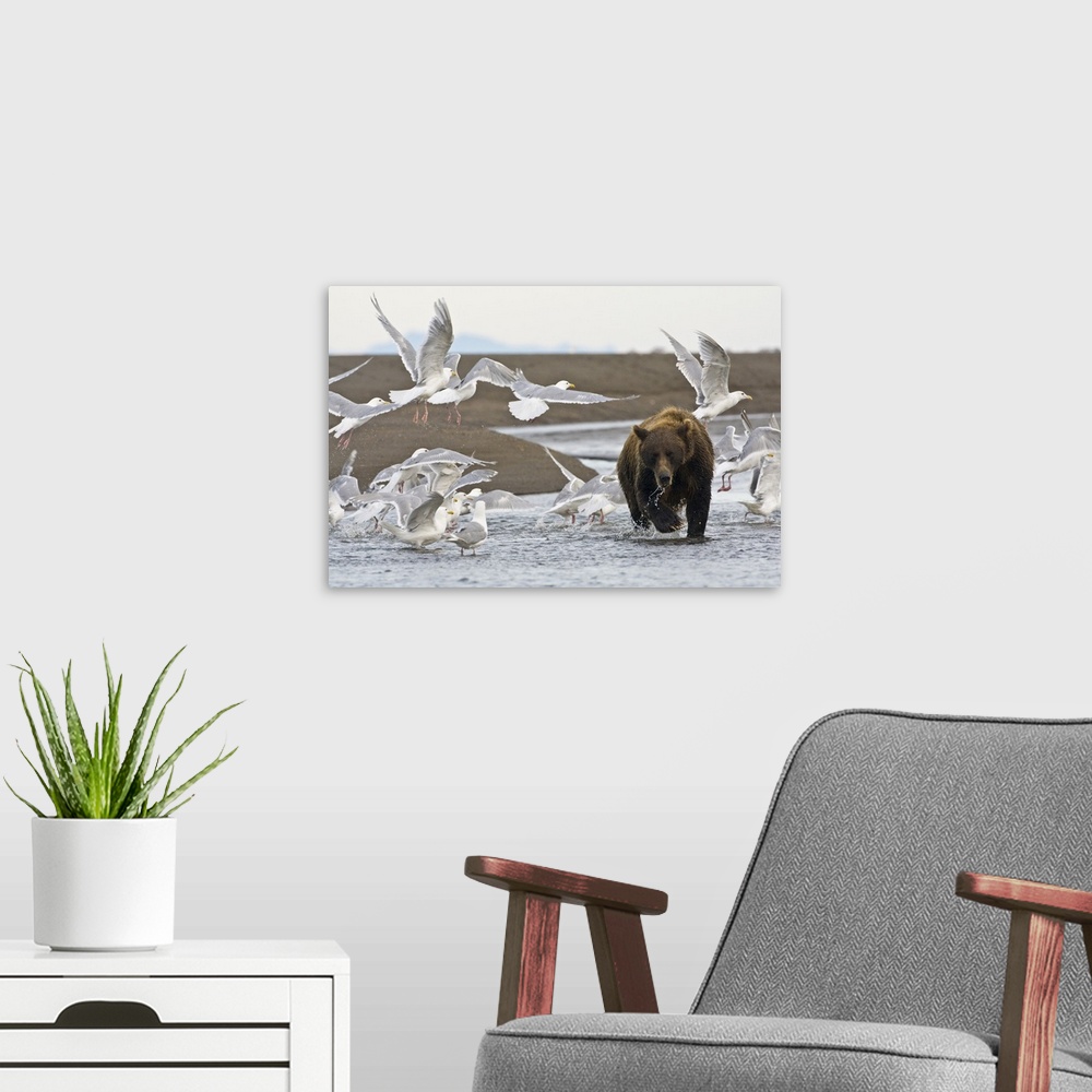 A modern room featuring A Coastal Brown Bear fishing for salmon while surrounded by Glacous-Winged Gulls at Silver Salmon...