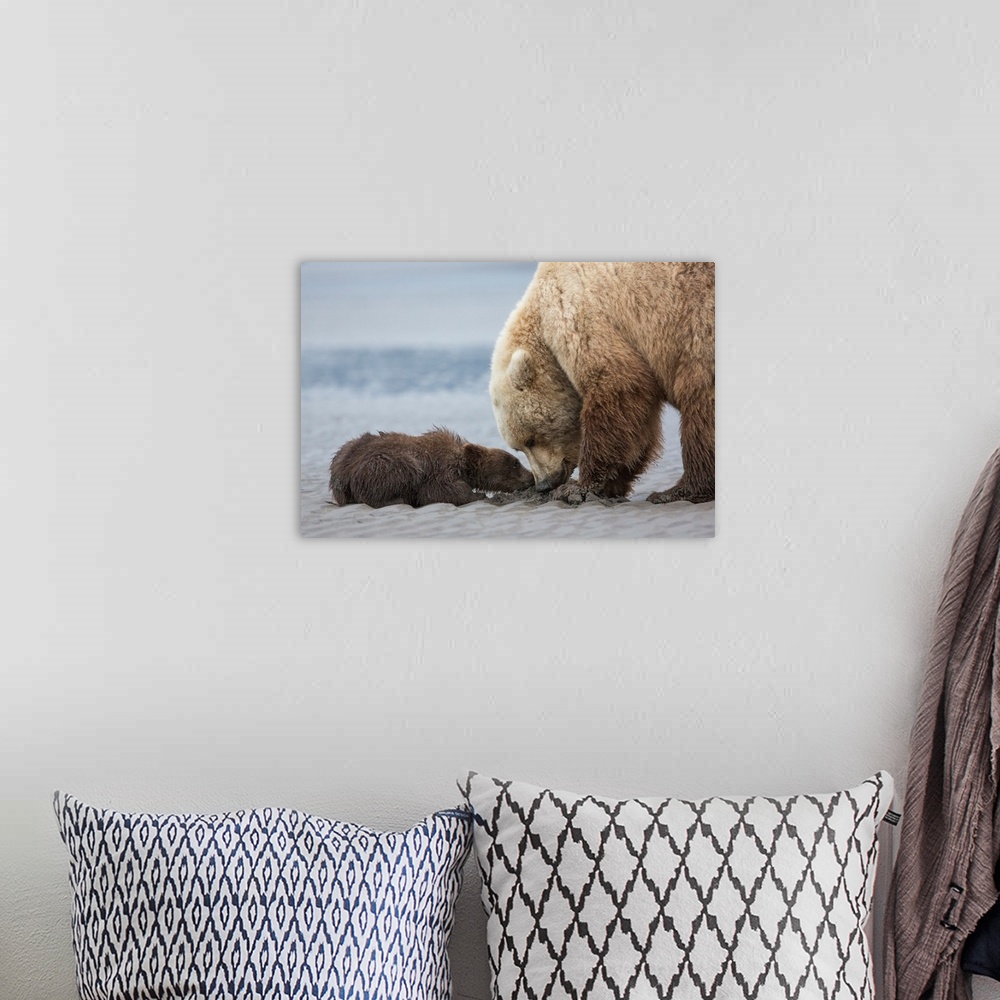 A bohemian room featuring Coastal Grizzly bear cub (ursus arctos) begs for a clam from its mother. Lake Clark National Park...