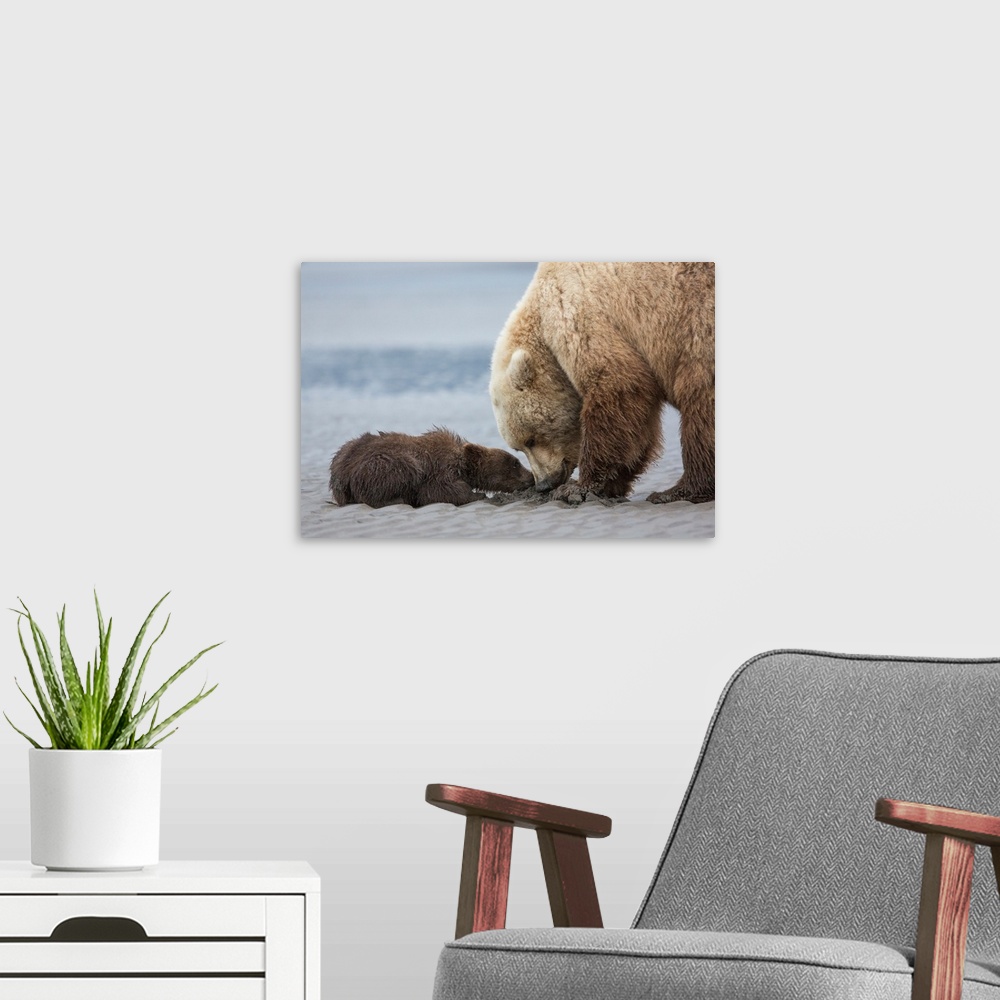 A modern room featuring Coastal Grizzly bear cub (ursus arctos) begs for a clam from its mother. Lake Clark National Park...
