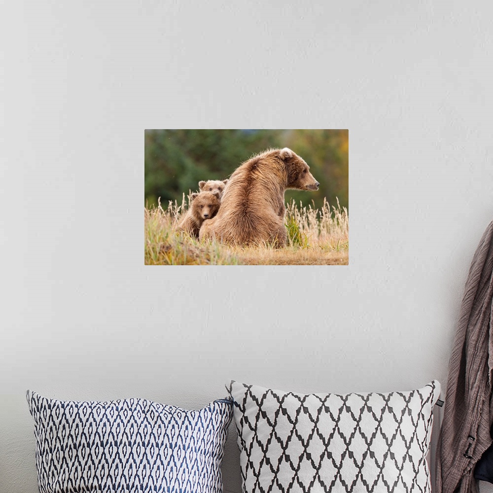 A bohemian room featuring Coastal Grizzly Sow With Her Spring Cubs At Hallo Bay, Katmai National Park, Alaska.