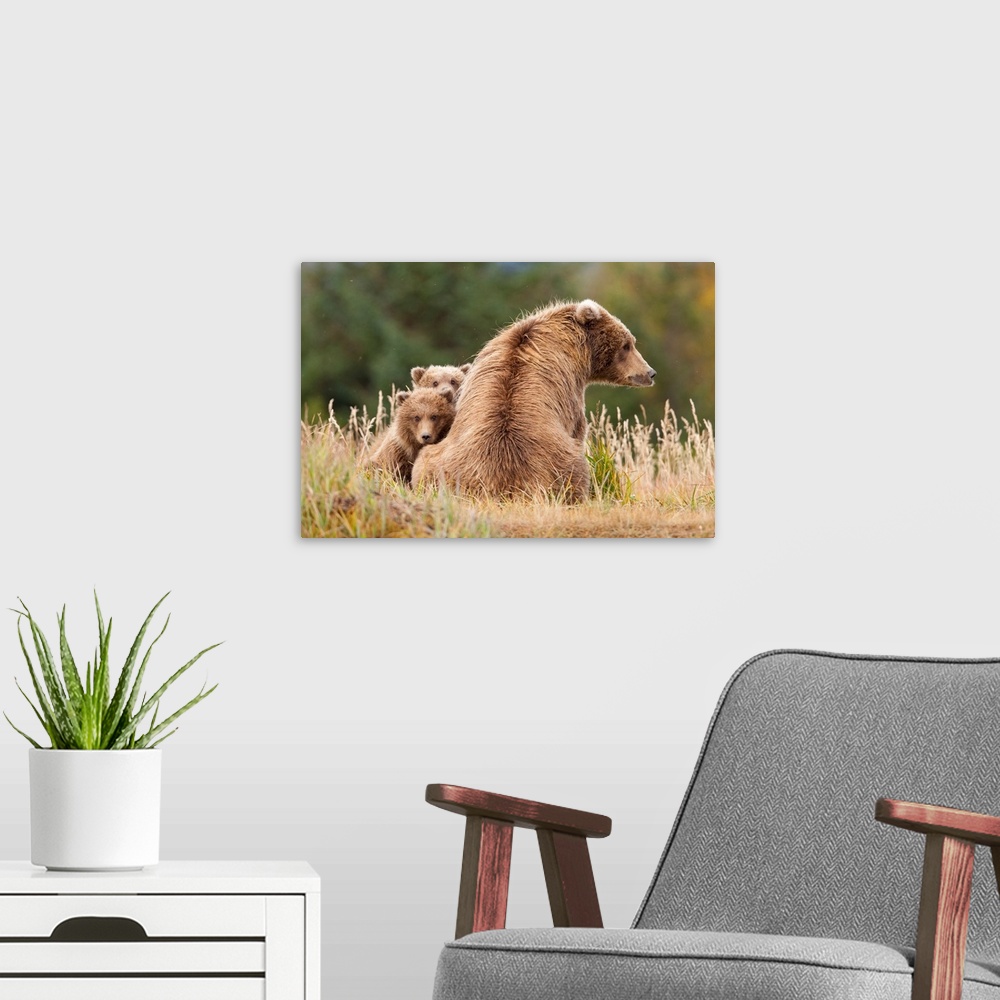 A modern room featuring Coastal Grizzly Sow With Her Spring Cubs At Hallo Bay, Katmai National Park, Alaska.
