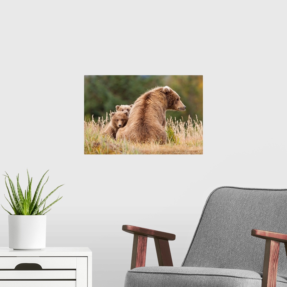 A modern room featuring Coastal Grizzly Sow With Her Spring Cubs At Hallo Bay, Katmai National Park, Alaska.
