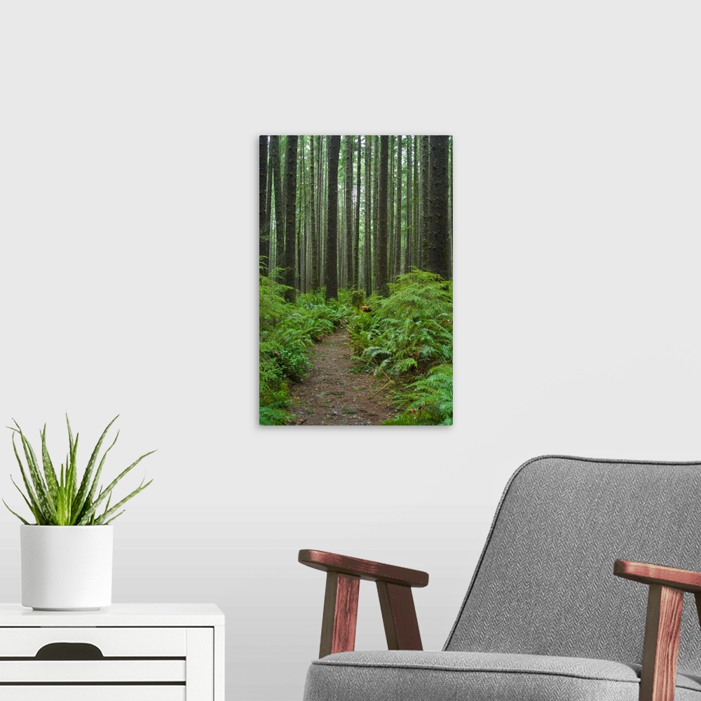 A modern room featuring Coastal Temperate Rainforest on Trail to Third Beach, Olympic National Park, Washington, US.