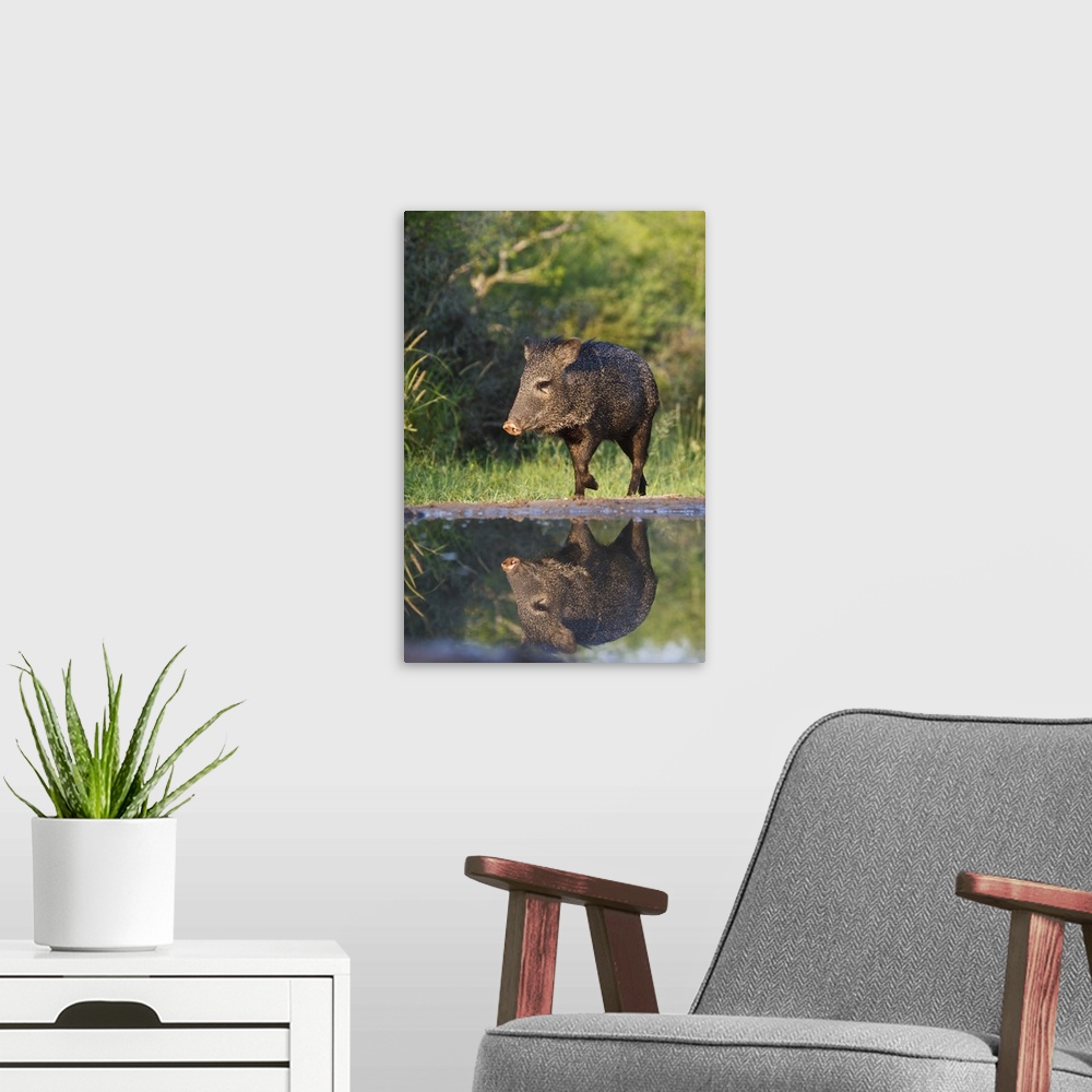 A modern room featuring Starr county, South Texas, USA, Collared Peccary (Pecari tajacu) adult reflected in pond.