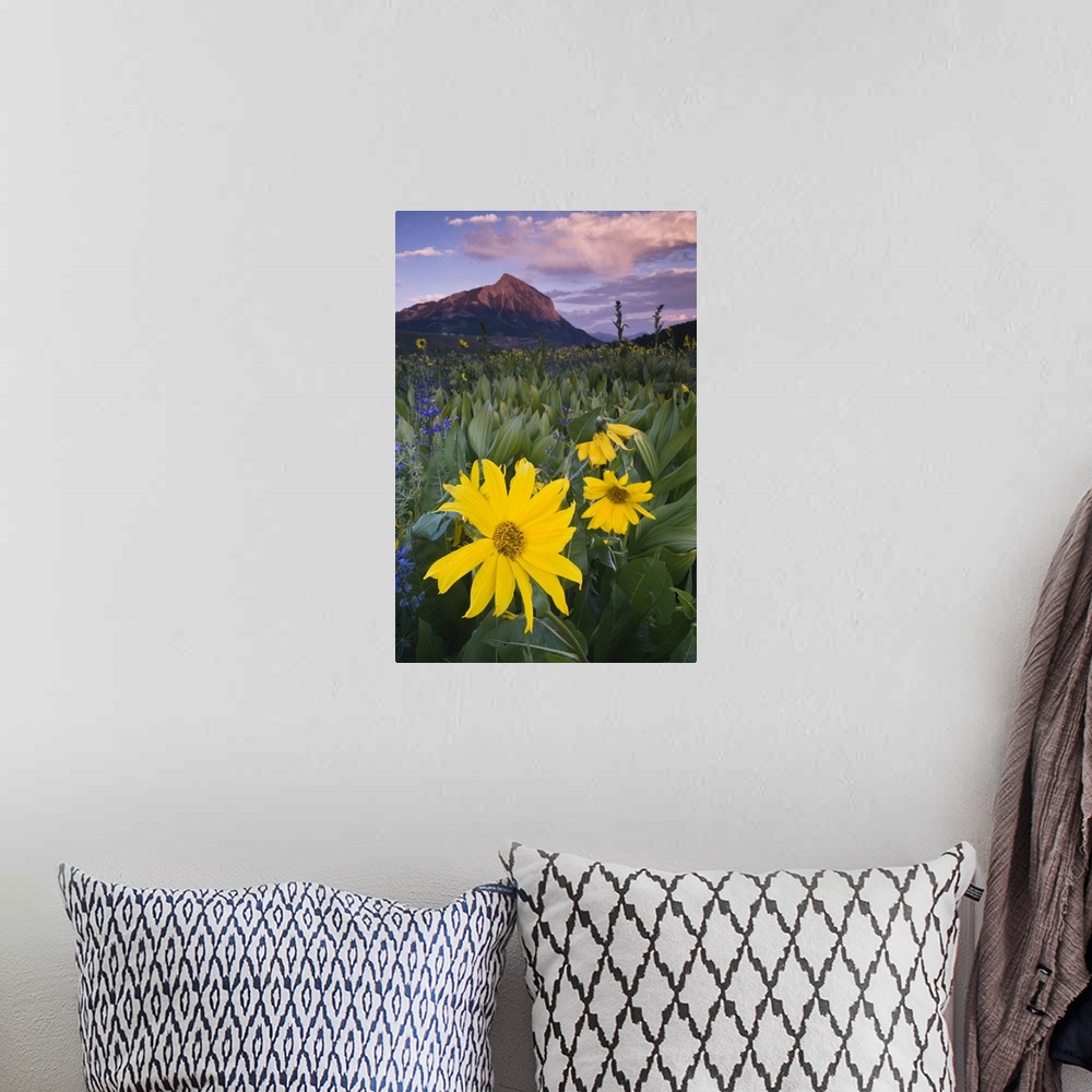 A bohemian room featuring USA, Colorado, Crested Butte. Sunflowers and other wildflowers in front of Mt. Crested Butte.
