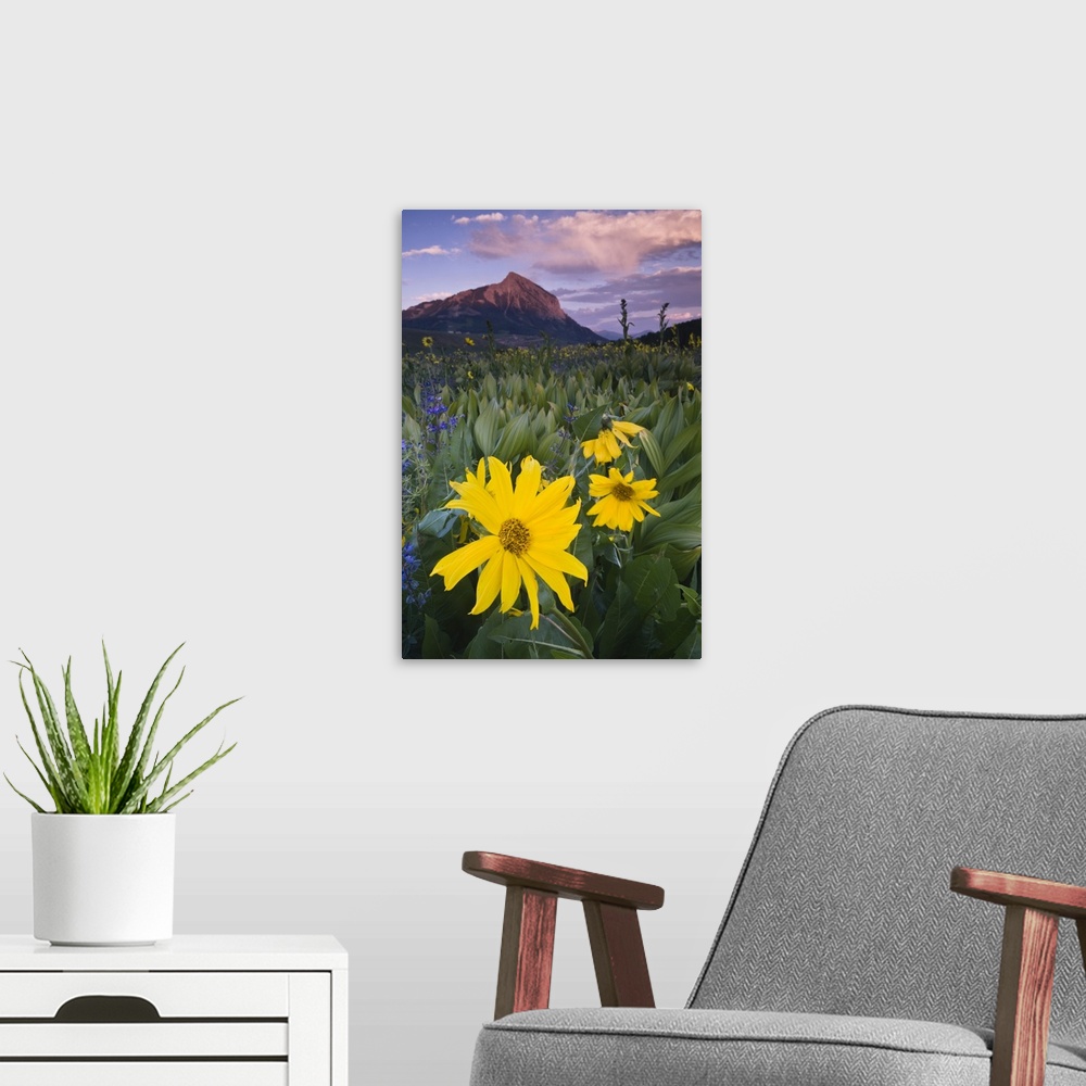A modern room featuring USA, Colorado, Crested Butte. Sunflowers and other wildflowers in front of Mt. Crested Butte.