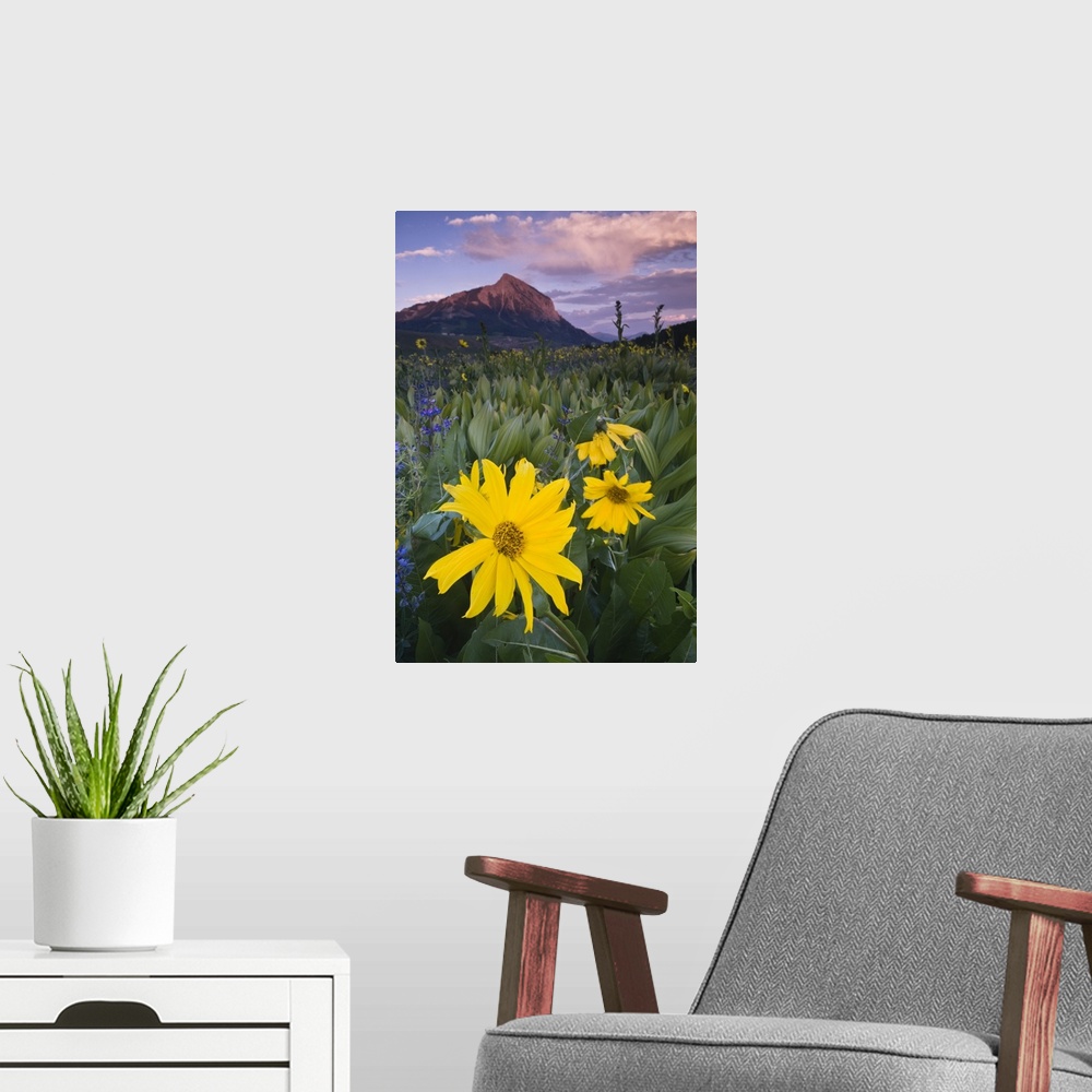 A modern room featuring USA, Colorado, Crested Butte. Sunflowers and other wildflowers in front of Mt. Crested Butte.