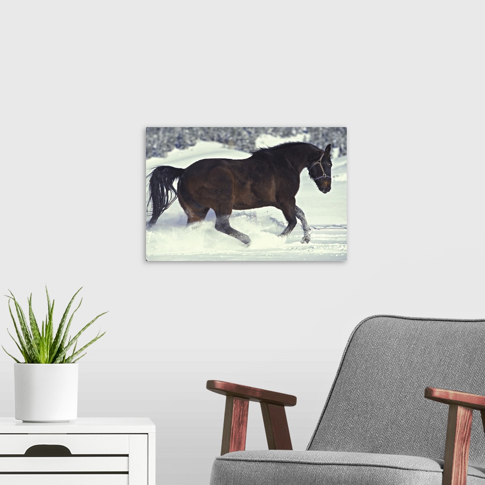 A modern room featuring USA, Colorado, Divide. A gelding quarterhorse romps in freshly fallen snow.