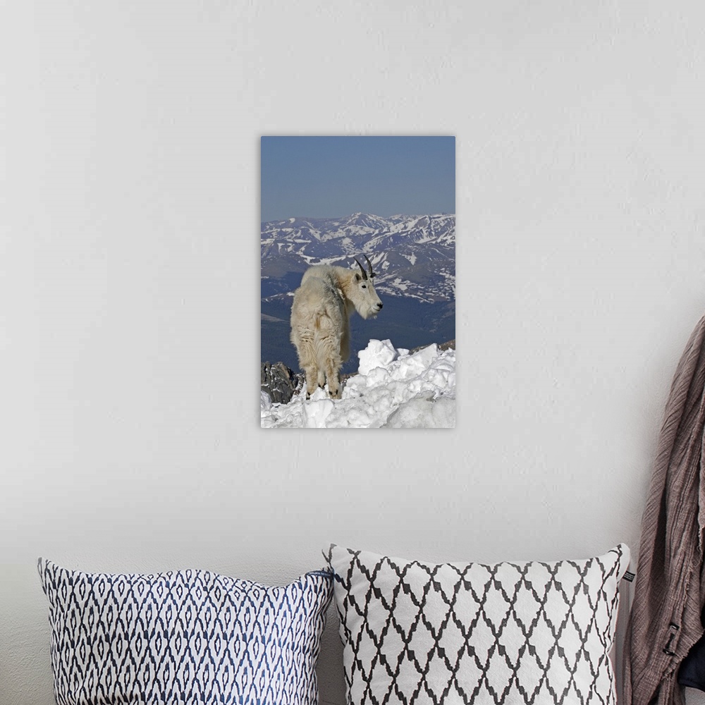 A bohemian room featuring USA, Colorado, Mount Evans. Mountain goat and Rocky Mountains.