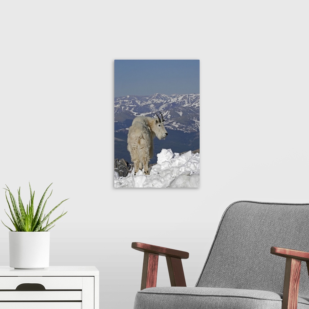 A modern room featuring USA, Colorado, Mount Evans. Mountain goat and Rocky Mountains.