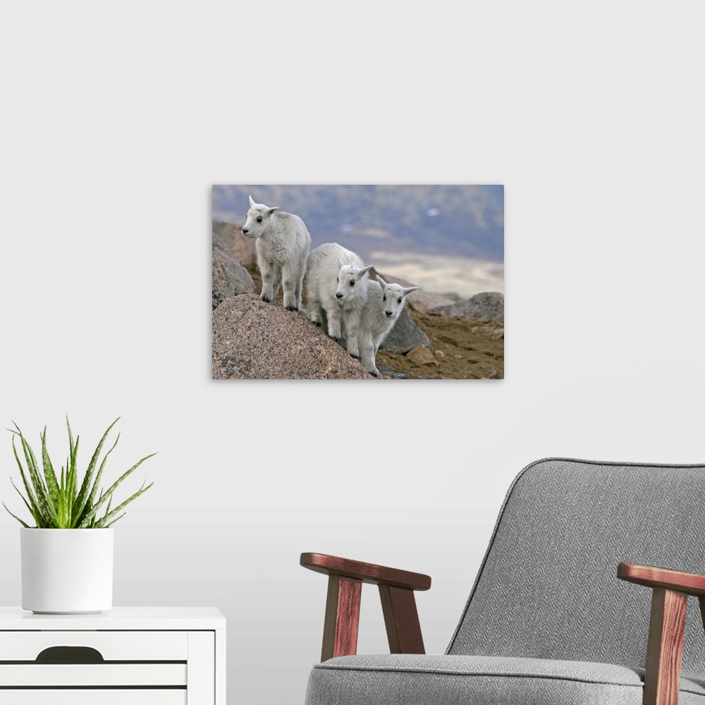 A modern room featuring USA, Colorado, Mount Evans. Mountain goat kids playing "King of the Boulder."