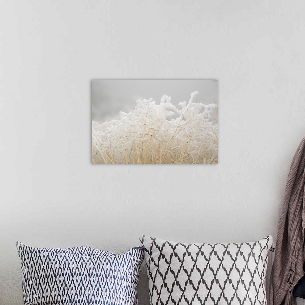 A bohemian room featuring USA, Colorado, Pike National Forest. Dried winter grasses covered in hoarfrost.