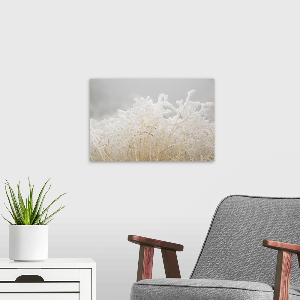 A modern room featuring USA, Colorado, Pike National Forest. Dried winter grasses covered in hoarfrost.