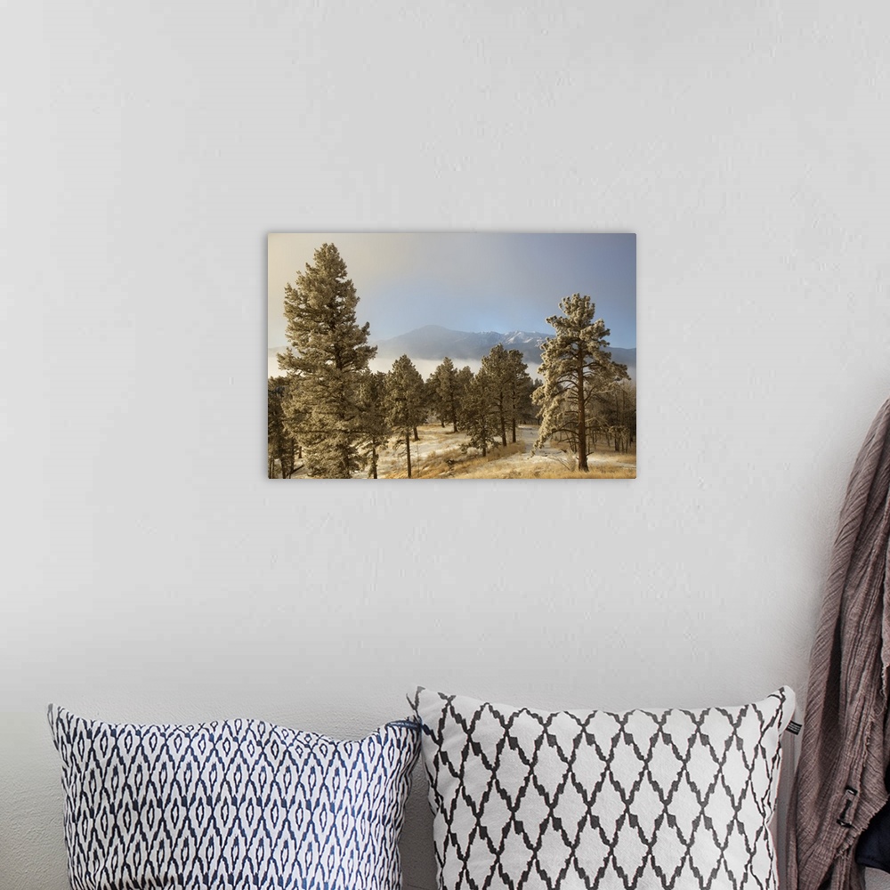 A bohemian room featuring USA, Colorado, Pike National Forest. Frost on Ponderosa Pine trees.