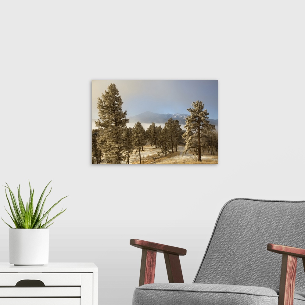 A modern room featuring USA, Colorado, Pike National Forest. Frost on Ponderosa Pine trees.