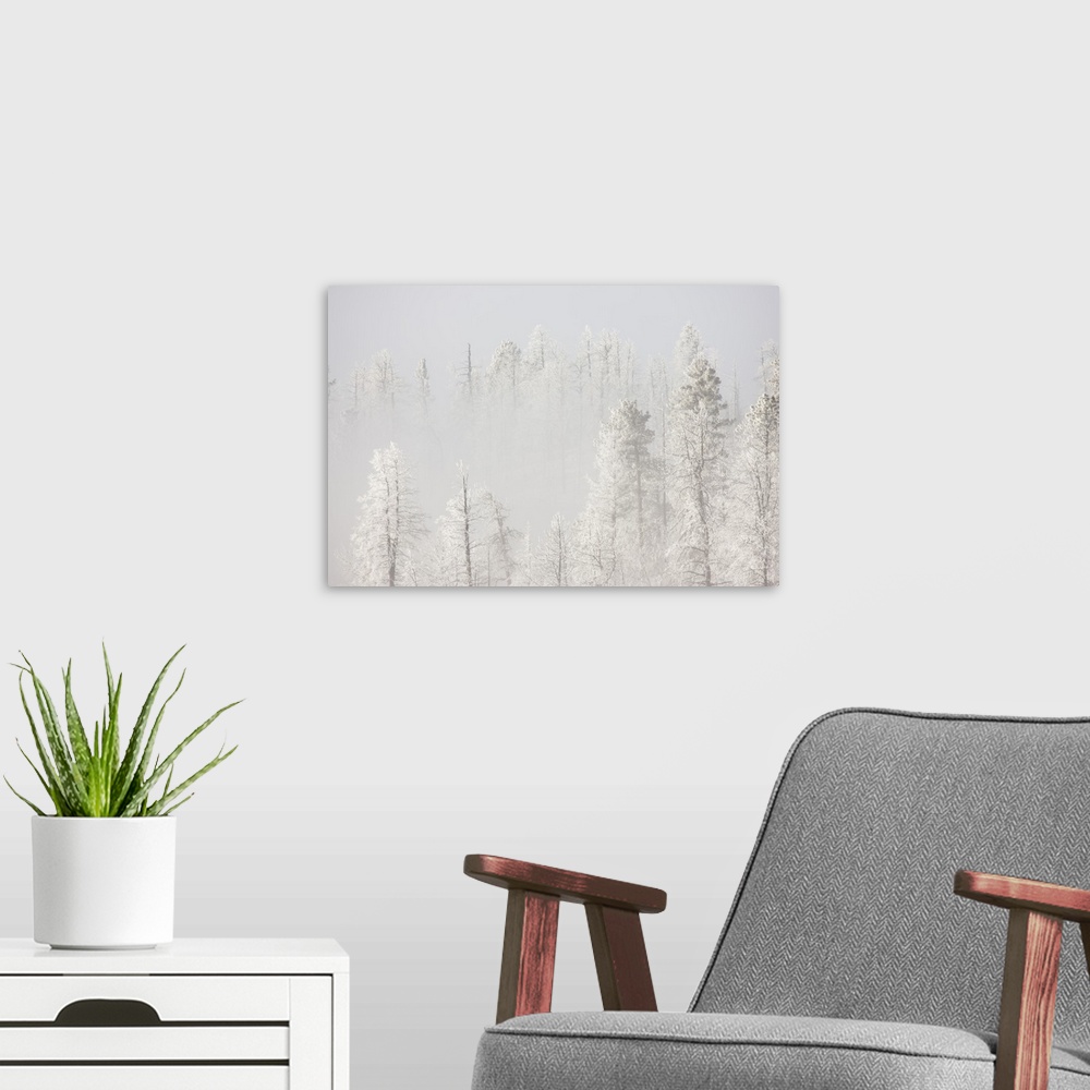 A modern room featuring USA, Colorado, Pike National Forest. Trees with hoarfrost in fog.