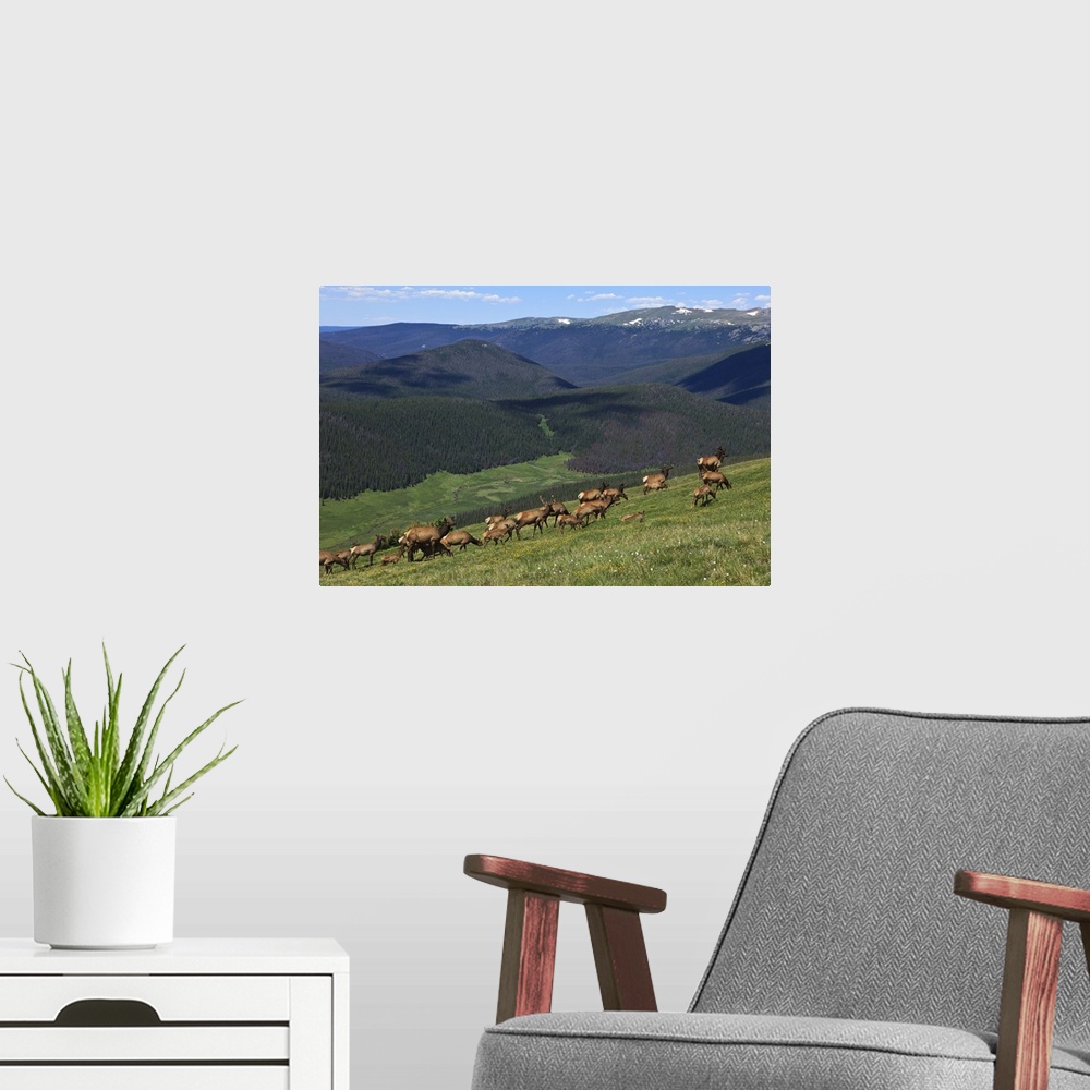 A modern room featuring USA, Colorado, Rocky Mountain National Park, a herd of  Elk (Cervus elaphus canadensis) in the hi...