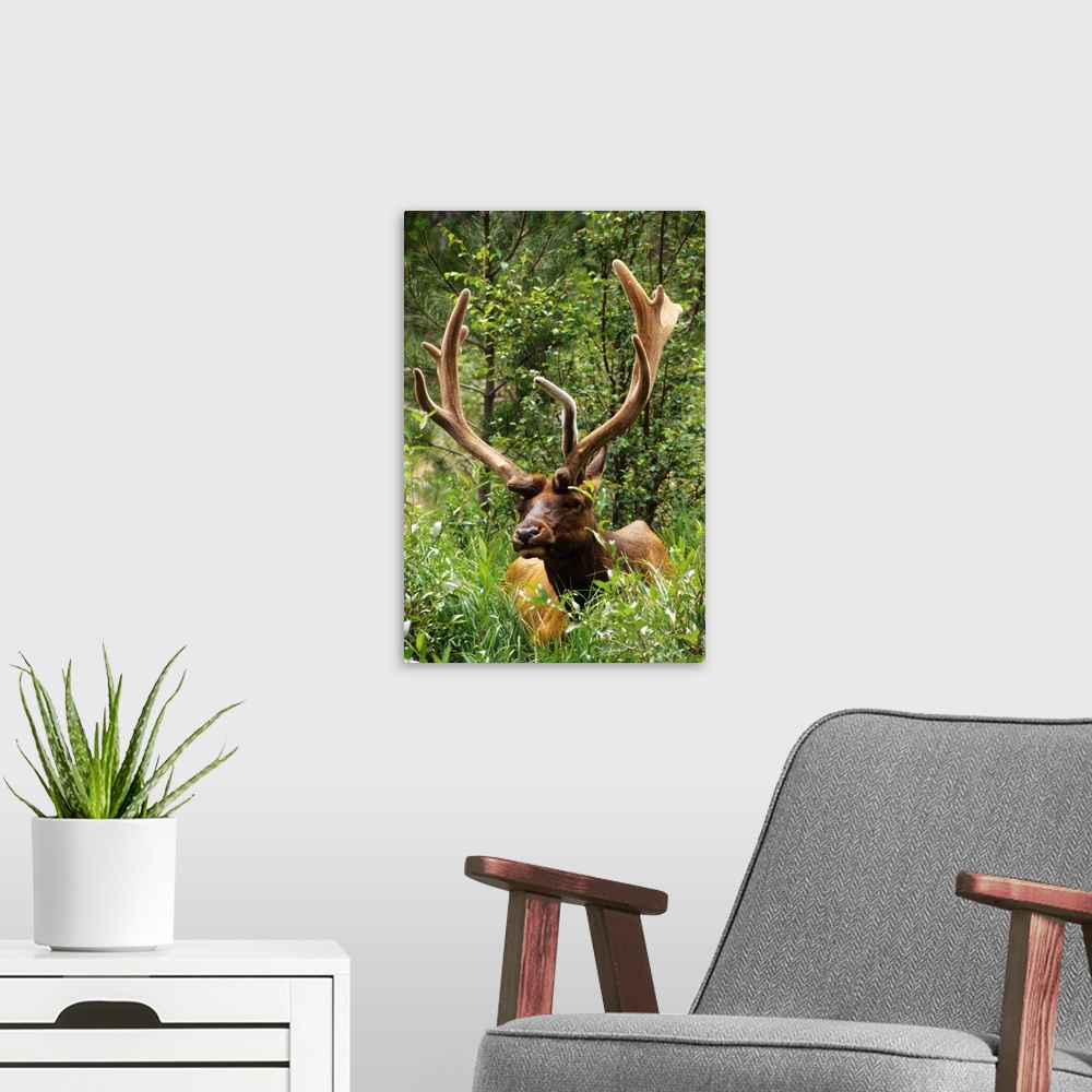 A modern room featuring Colorado: Rocky Mountain National Park, near Fall River Entrance Station, male elk ("Cervus elaph...