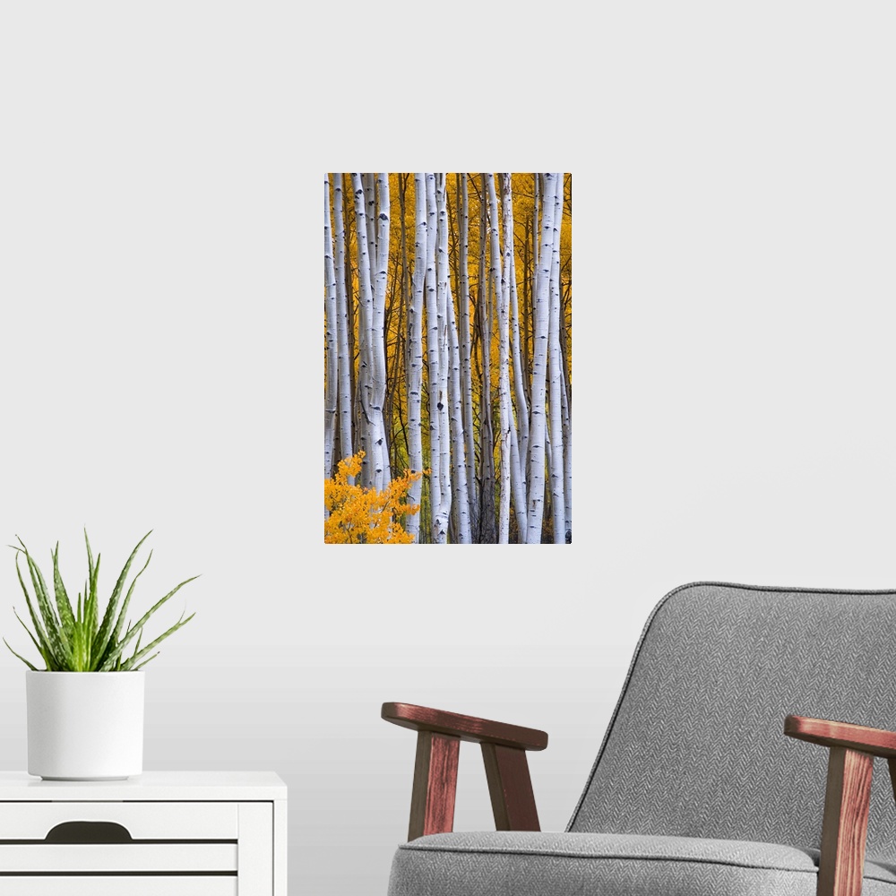 A modern room featuring USA, Colorado, Rocky Mountains.  Intimate scene of aspen forest in fall.