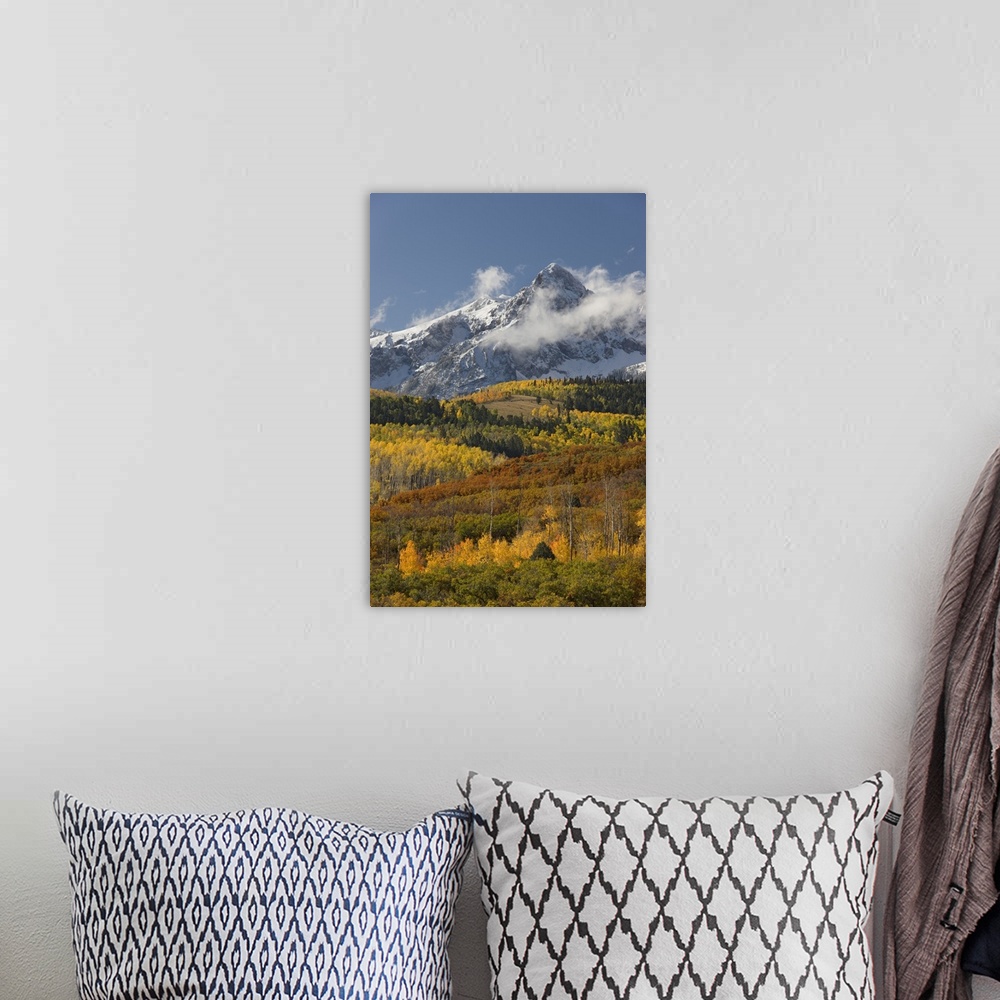 A bohemian room featuring USA, Colorado, San Juan Mountains, Uncompahgre National Forest. Autumn-colored forest and a snowy...