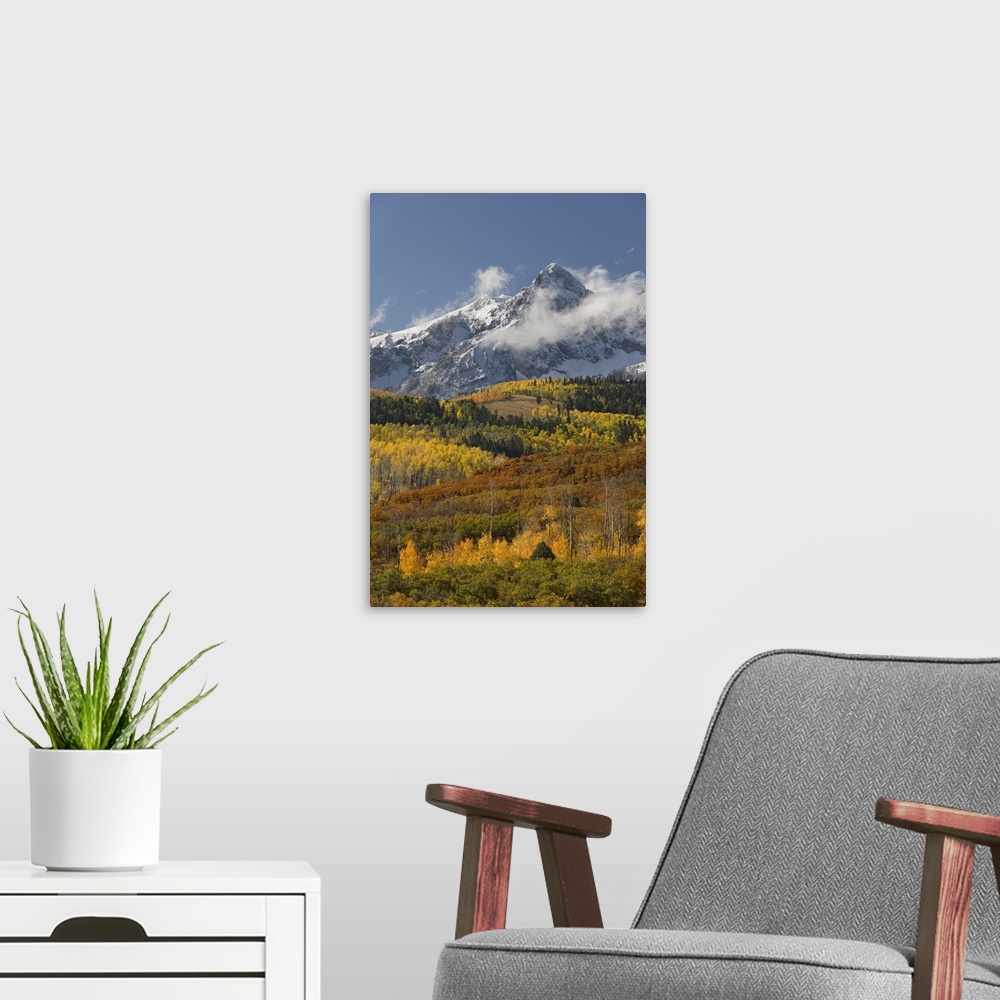 A modern room featuring USA, Colorado, San Juan Mountains, Uncompahgre National Forest. Autumn-colored forest and a snowy...