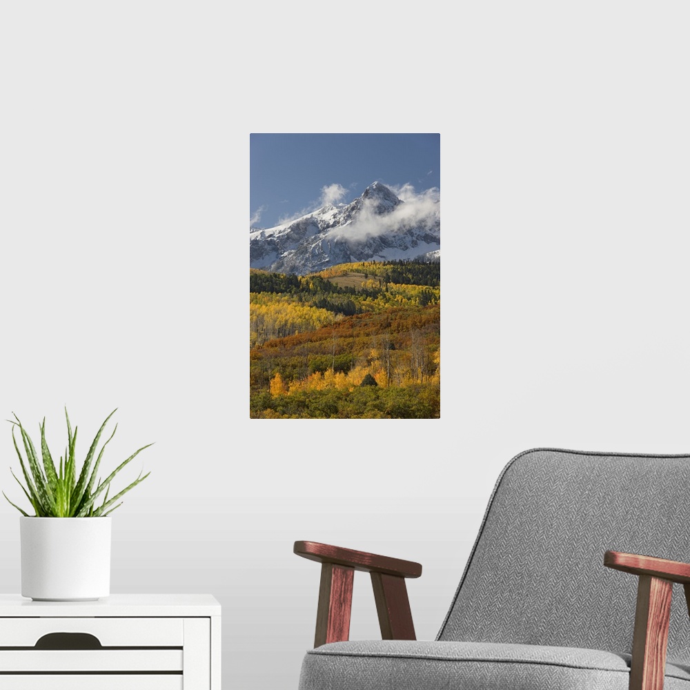 A modern room featuring USA, Colorado, San Juan Mountains, Uncompahgre National Forest. Autumn-colored forest and a snowy...