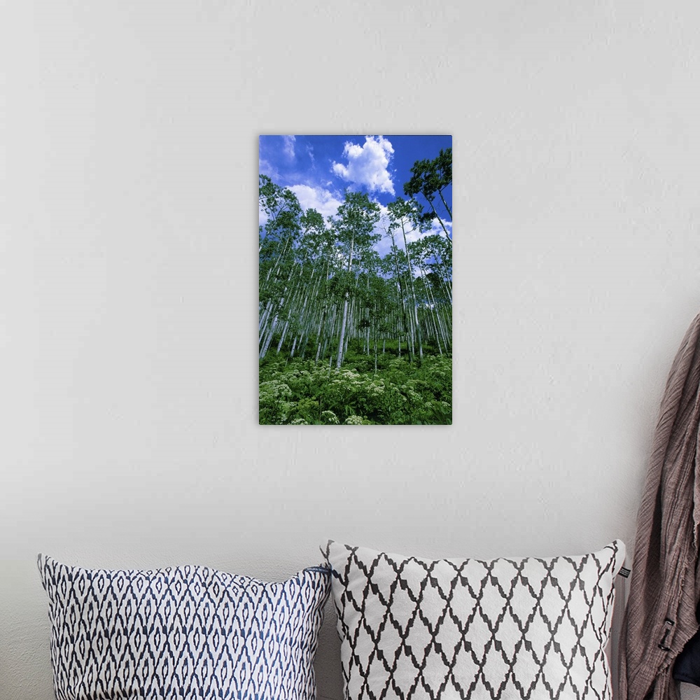 A bohemian room featuring USA, Colorado.  Summer aspen trees and bushes against a blue sky with small cumulus clouds.