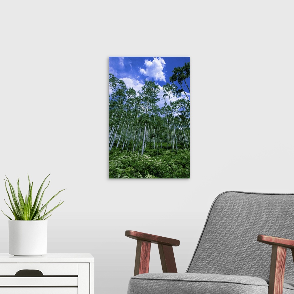 A modern room featuring USA, Colorado.  Summer aspen trees and bushes against a blue sky with small cumulus clouds.